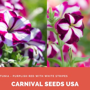 Petunia - Paarsrood met witte strepen - 30 zaden - bloemzaden
