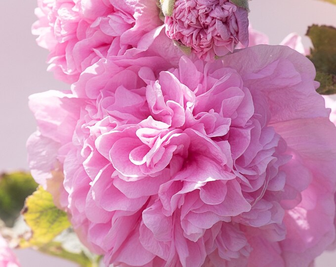 Powderpuff Hollyhock Seeds Color Mix 25 Seeds Etsy