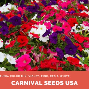 Petunia Color Mix: Violet, Roze, Rood & Wit - 30 Zaden - Bloemzaden