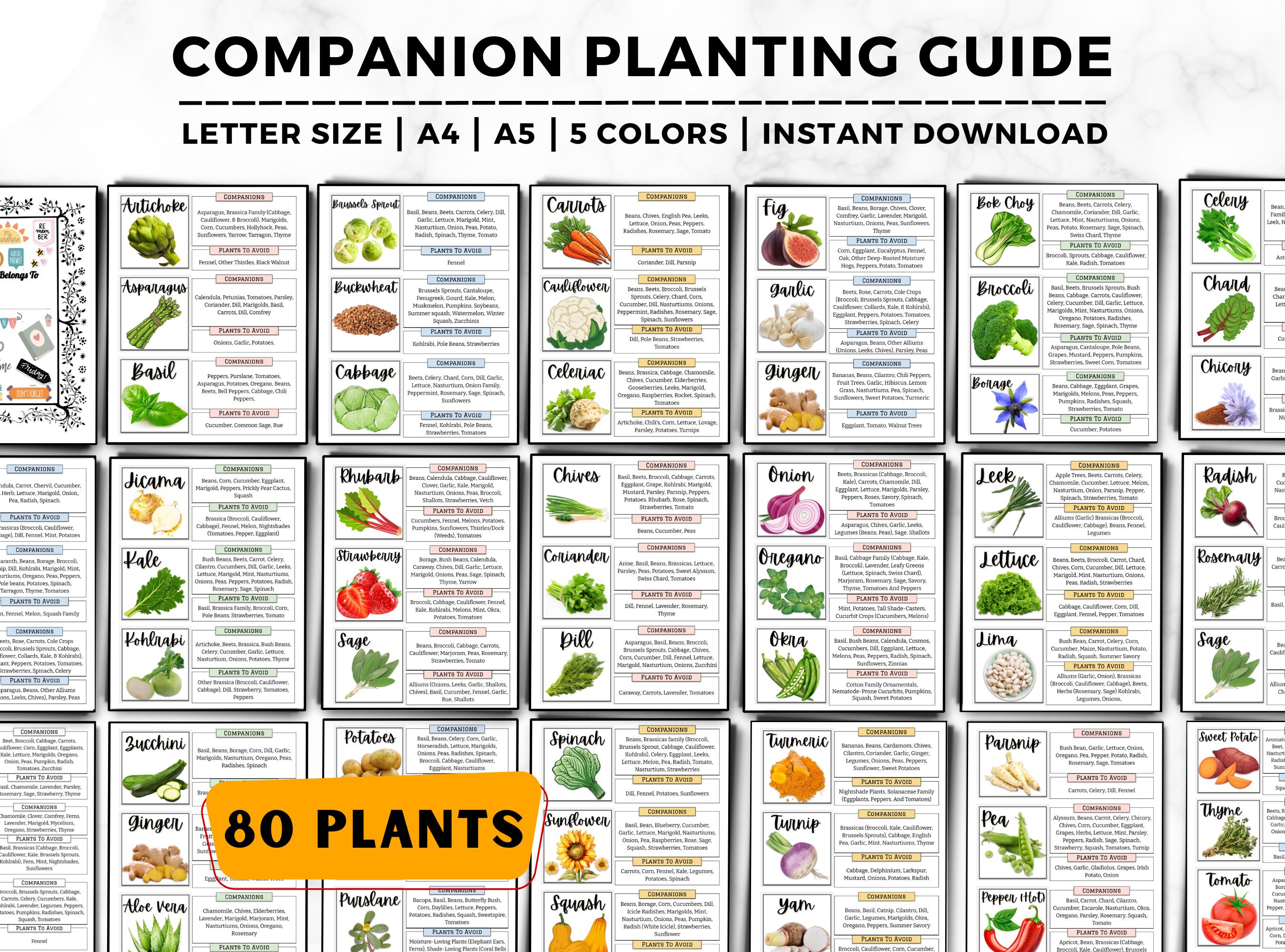 人気特価をすべて Planting Companion Guide, Plant Companion Planner, Garden 洋書