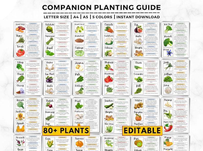 Begleiter Pflanzen Anleitung: 80 Pflanzen, Garten Karte, gute & schlechte Begleiter Pflanzen, Gemüse, Kräuter, Blumen, Gartenplaner zum ausdrucken Bild 1