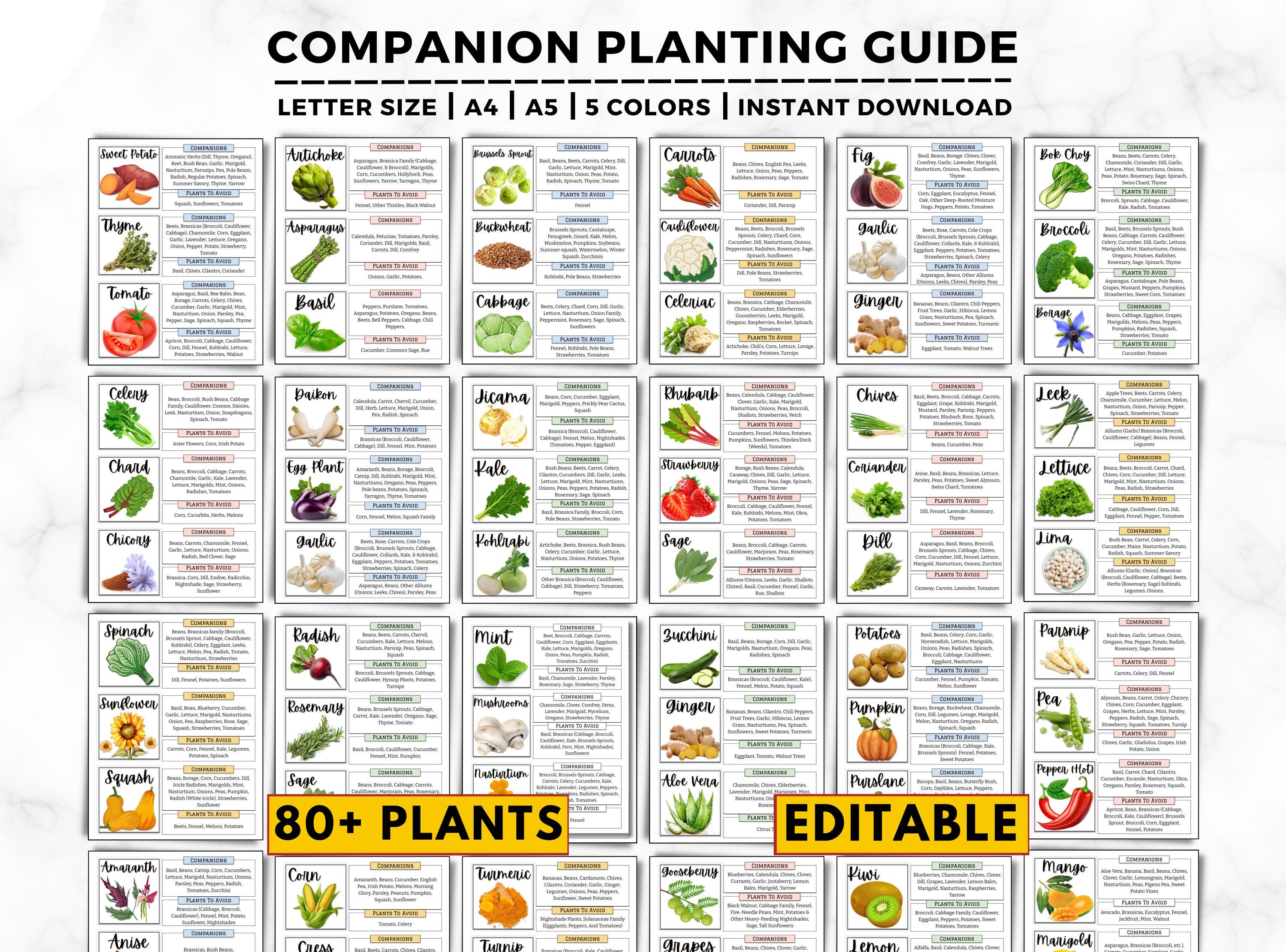 Companion Planting Guide: 80 Plants, Gardening Chart, Good