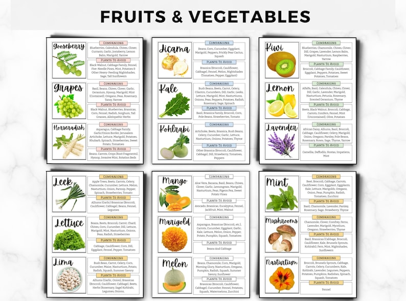 Begleiter Pflanzen Anleitung: Einfache Begleiter-Chart, Pflanzenkombinationen für einen blühenden Garten, Bestäuber anziehen & Schädlinge abwehren druckbare PDF Bild 2