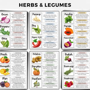 Begleiter Pflanzen Anleitung: Einfache Begleiter-Chart, Pflanzenkombinationen für einen blühenden Garten, Bestäuber anziehen & Schädlinge abwehren druckbare PDF Bild 3