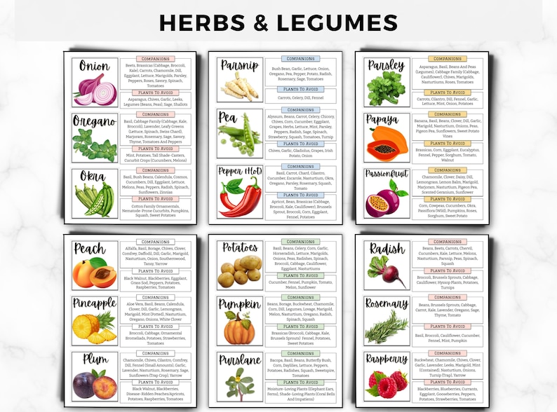 Begleiter Pflanzen Anleitung: Einfache Begleiter-Chart, Pflanzenkombinationen für einen blühenden Garten, Bestäuber anziehen & Schädlinge abwehren druckbare PDF Bild 3