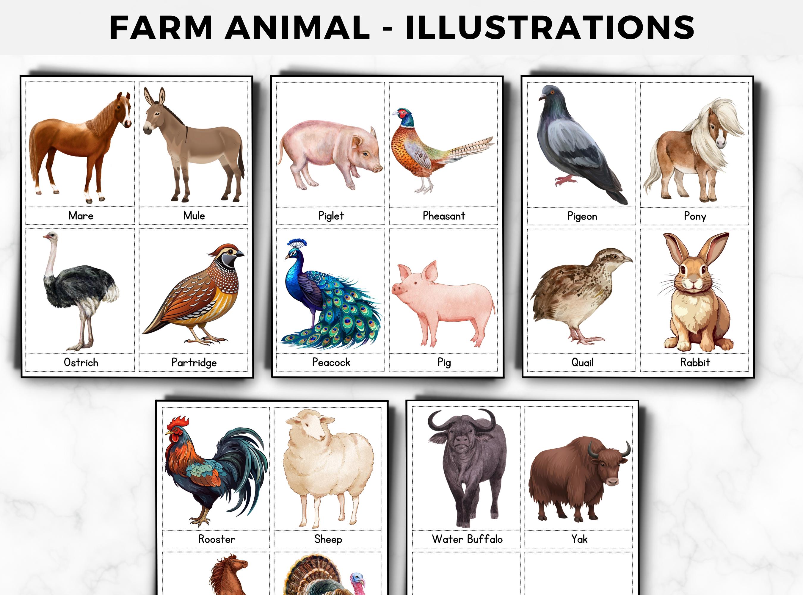 Farm Animals Montessori Flash Cards: 50 Learning Cards (editable ...