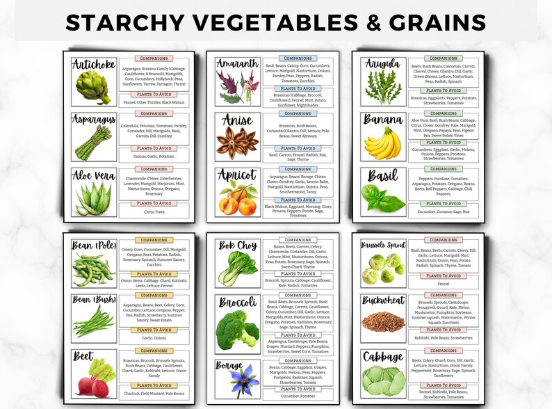 Begleiter Pflanzen Anleitung: Einfache Begleiter-Chart, Pflanzenkombinationen für einen blühenden Garten, Bestäuber anziehen & Schädlinge abwehren druckbare PDF Bild 4