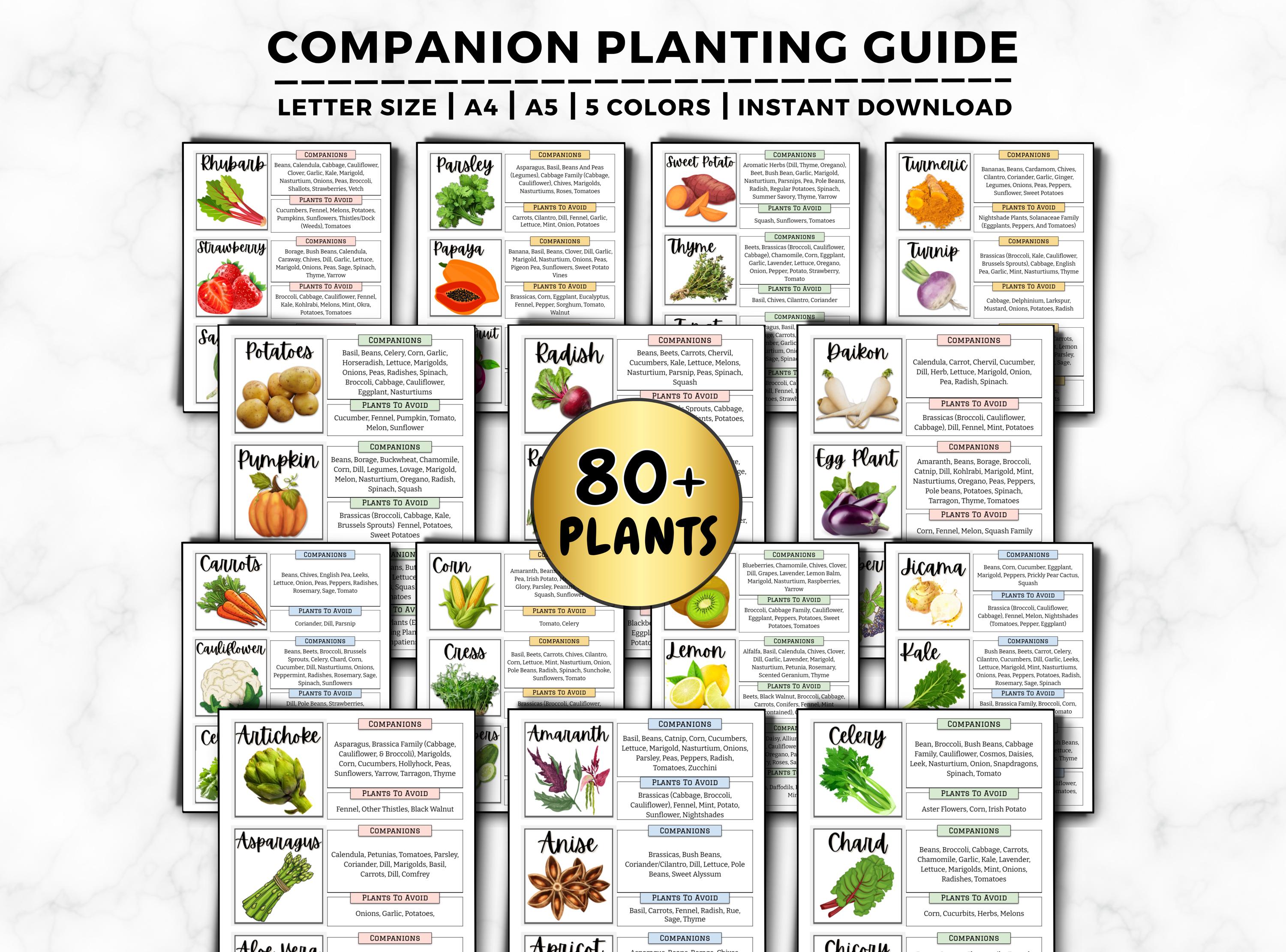 Companion Planting Guide: Easy Companion Chart, Plant Combinations for A  Thriving Garden, Attract Pollinators & Repel Pests Printable PDF - Etsy