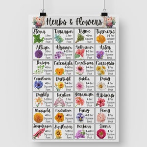K&ouml;nnte beinhalten: Eine Tabelle mit wei&szlig;em Hintergrund und bunten Illustrationen von Kr&auml;utern und Blumen. Jedes Kraut und jede Blume ist mit seinem Namen und der Anzahl der Pflanzen beschriftet, die pro Quadratfu&szlig; angebaut werden k&ouml;nnen. Die Tabelle tr&auml;gt den Titel "Kr&auml;uter & Blumen".