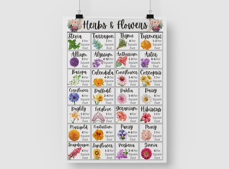 K&ouml;nnte beinhalten: Eine Tabelle mit wei&szlig;em Hintergrund und bunten Illustrationen von Kr&auml;utern und Blumen. Jedes Kraut und jede Blume ist mit seinem Namen und der Anzahl der Pflanzen beschriftet, die pro Quadratfu&szlig; angebaut werden k&ouml;nnen. Die Tabelle tr&auml;gt den Titel "Kr&auml;uter & Blumen".