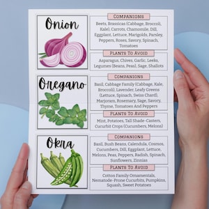 Begleiter Pflanzen Anleitung: Einfache Begleiter-Chart, Pflanzenkombinationen für einen blühenden Garten, Bestäuber anziehen & Schädlinge abwehren druckbare PDF Bild 9