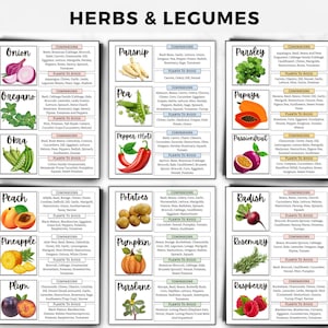 Begleiter Pflanzen Anleitung: 80 Pflanzen, Garten Karte, gute & schlechte Begleiter Pflanzen, Gemüse, Kräuter, Blumen, Gartenplaner zum ausdrucken Bild 5