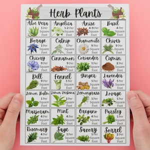 K&ouml;nnte beinhalten: Eine wei&szlig;e Karte mit dem schwarzen Titel "Herb Plants" und einem Raster aus 20 Quadraten. Jedes Quadrat enth&auml;lt ein Bild einer Kr&auml;uterpflanze und den Namen des Krauts. Die Anzahl der Pflanzen pro Quadratfu&szlig; ist unter jedem Kr&auml;uternamen aufgef&uuml;hrt.