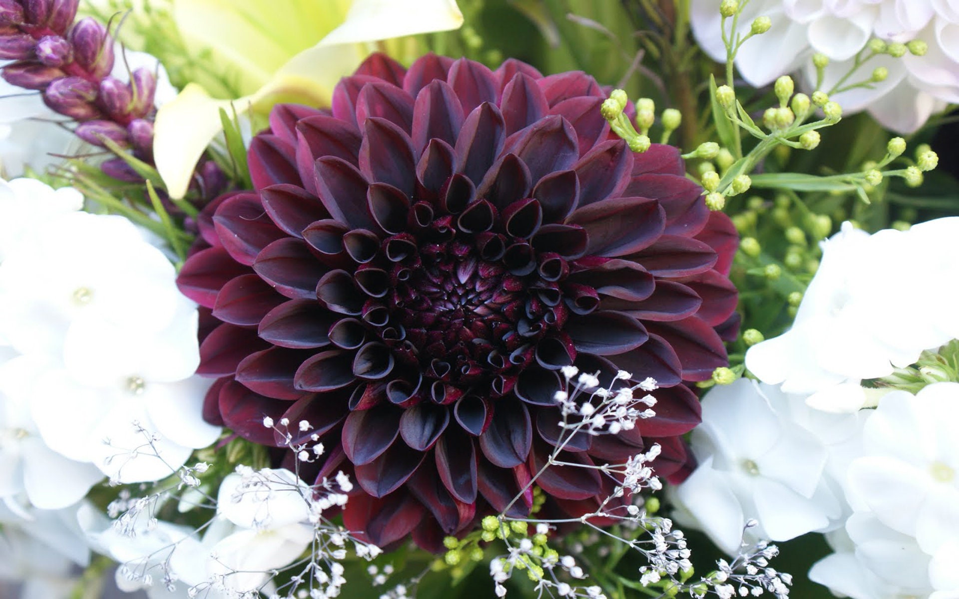 10 Black Dahlia Flower Seeds