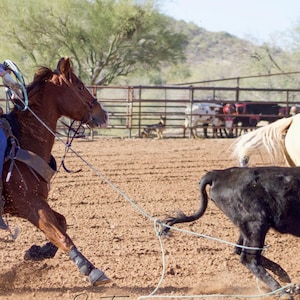 Used Cowboy Ropes Used Cowboy Ropes | Lasso Lariat Team Ropes - Team Roping, Rodeo ...