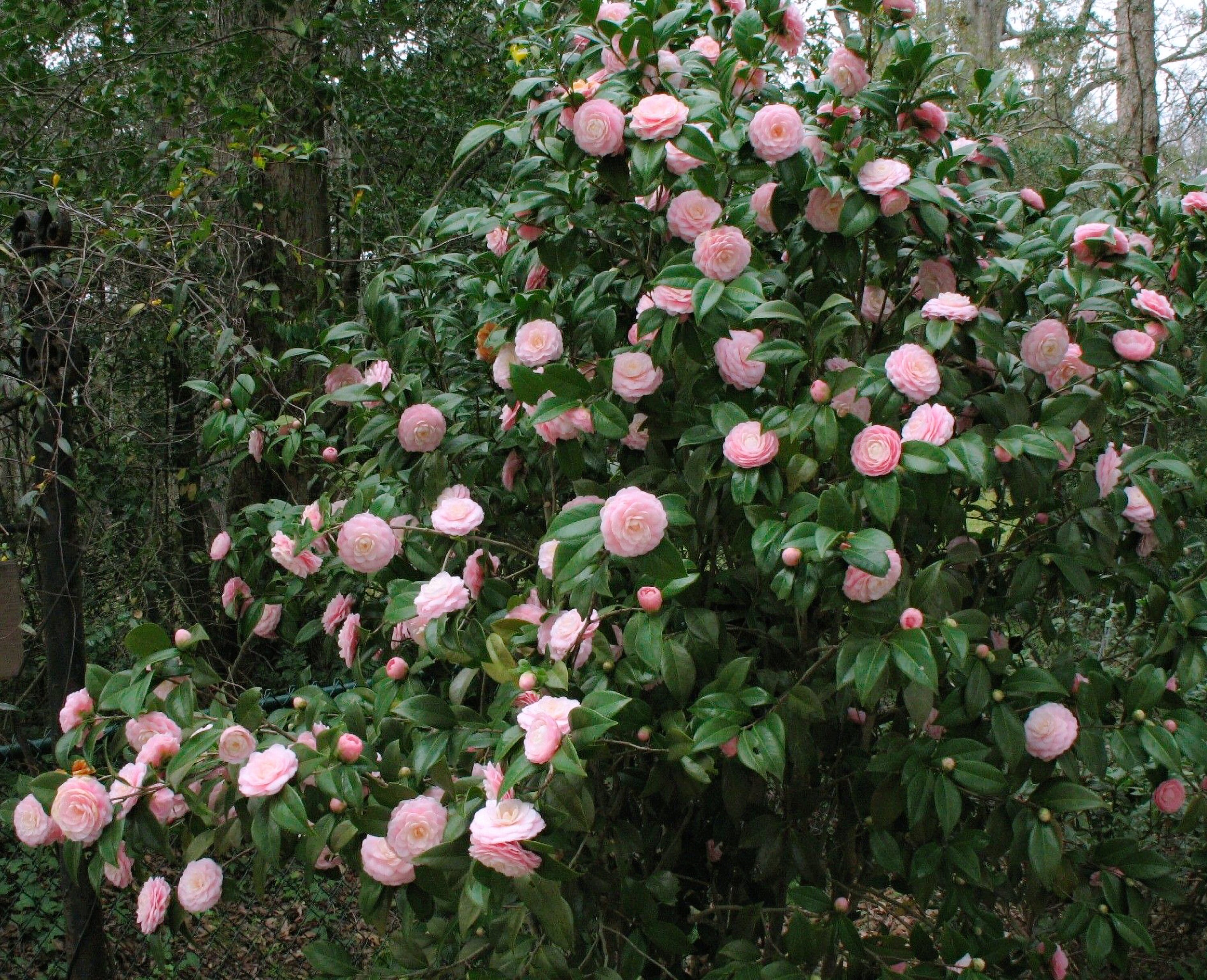 Pink Perfection Camellia Japonica