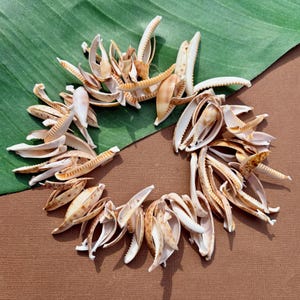 May include: A circular arrangement of numerous elongated, curved seashells in shades of cream, tan, and brown. The shells feature smooth, polished surfaces and pointed ends, creating a textured, wreath-like formation with an open center.