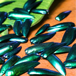 May include: Close-up of numerous iridescent green beetle elytra scattered on a wooden surface and a green leaf. The elytra have a metallic sheen, reflecting shades of blue and green. The arrangement suggests a natural, organic theme.
