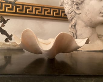 Clam table top decor ruffle edge sea shell
