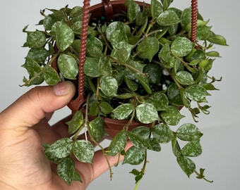 Hoya Curtisii Inner Variegated - NOT Rooted Cutting - Etsy
