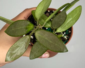 Hoya Silver Lady - Etsy