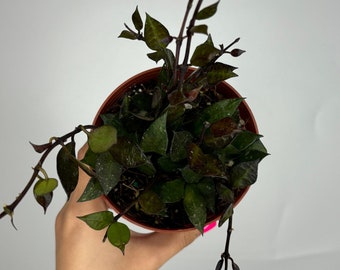 Hoya Krohniana Black