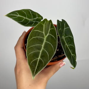 May include: A white ceramic mug with a black handle and the text "But First, Coffee" in a black, handwritten-style font. The mug is on a white surface.