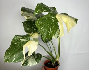 Monstera Thai Constellation *MULTIPLE LISTINGS*