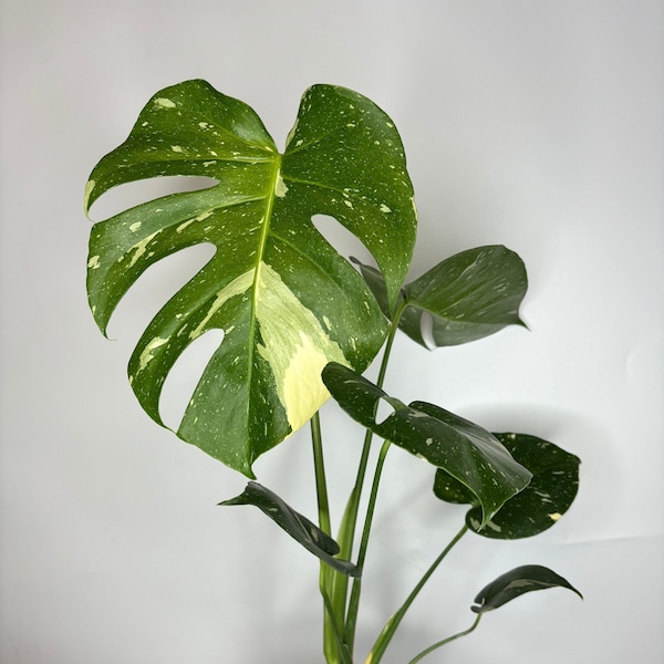 Monstera Thai Constellation *MULTIPLE LISTINGS*