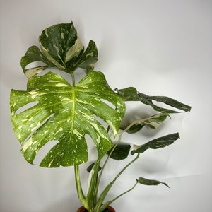 Monstera Thai Constellation *MULTIPLE LISTINGS*