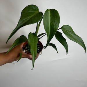 Monstera Burle Marx Flame