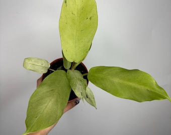 May include: A Philodendron plant in a small brown plastic pot featuring elongated, pointed leaves with variegated patterns of light lime green, pale yellow, and subtle dark green speckles, displaying a vibrant and healthy foliage structure.