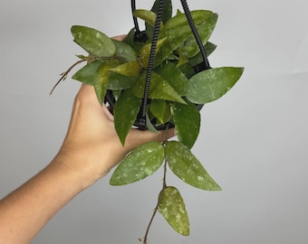 Hoya Caudata Gold (((hoya)))) Phyto-cer///// - Etsy