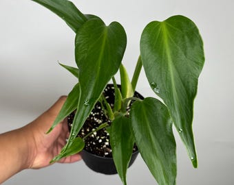 Monstera Burle Marx Flame