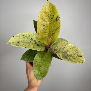 Ficus Shivereana