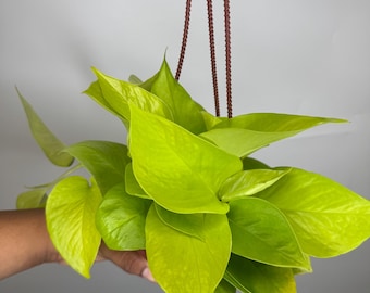 Pothos Neon