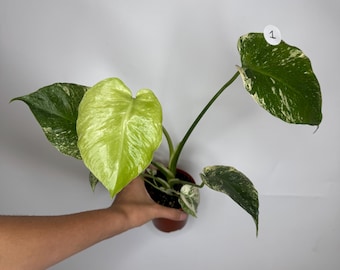 Monstera Lemon Lime 4” - US SELLER - Etsy