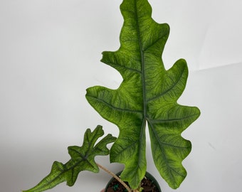 Details about   8 Tubers Alocasia Jacklyn Bulbs REAL PICT Free Phytosanitary 