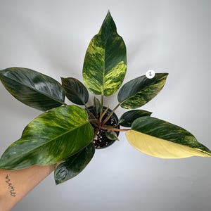 May include: A Philodendron plant in a black pot featuring variegated leaves with shades of dark green, lime green, and creamy yellow. One leaf is marked with a small white circular tag containing the number 1, highlighting its unique coloration.