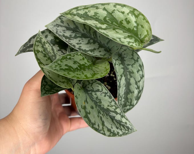 Silver Python Plant Silver Lady Pothos - Scindapsus Silver Lady - Silver Pothos Plant ...