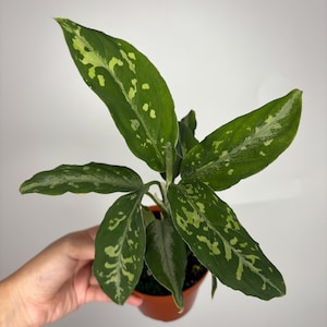 Pictum Bicolor Aglaonema - Etsy