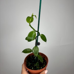 Vanilla Orchid