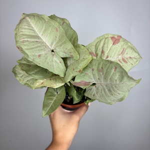 Syngonium Milk Confetti