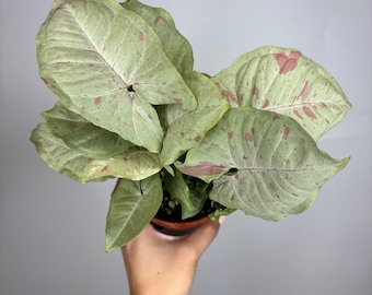 Syngonium Milk Confetti