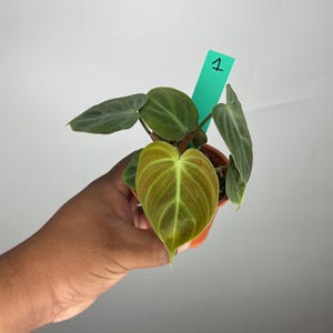 May include: A small potted plant with large, heart-shaped leaves. The leaves are a mix of green and brown with prominent veining. A green tag with the number "1" is attached to the plant. The plant is held in a small orange pot.