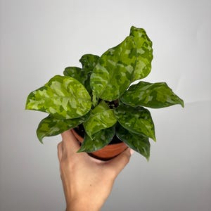 Aglaonema Pictum Tricolor *MULTIPLE LISTINGS*