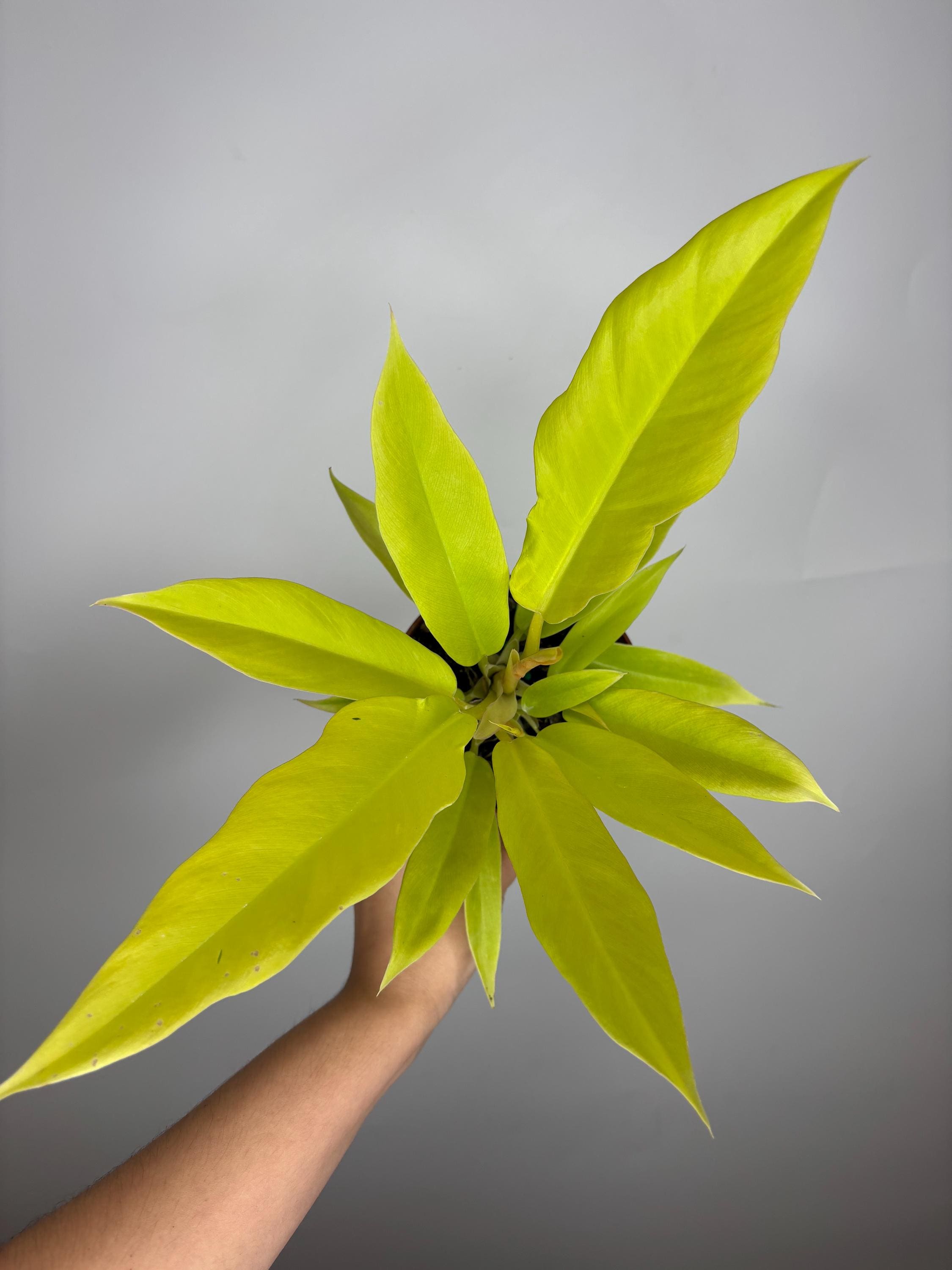 Philodendron Golden Crocodile