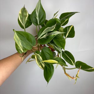 Philodendron Rio/silver Stripe Combo *MULTIPLE LISTINGS* - Etsy