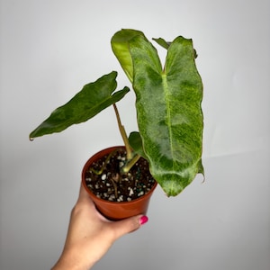 Philodendron Paraiso Verde