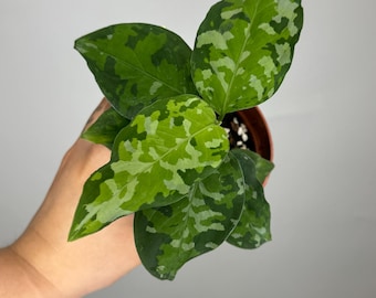 Aglaonema Pictum Tricolor 2 Plants in 1 Pot 4” Pot (ALL PLANTS